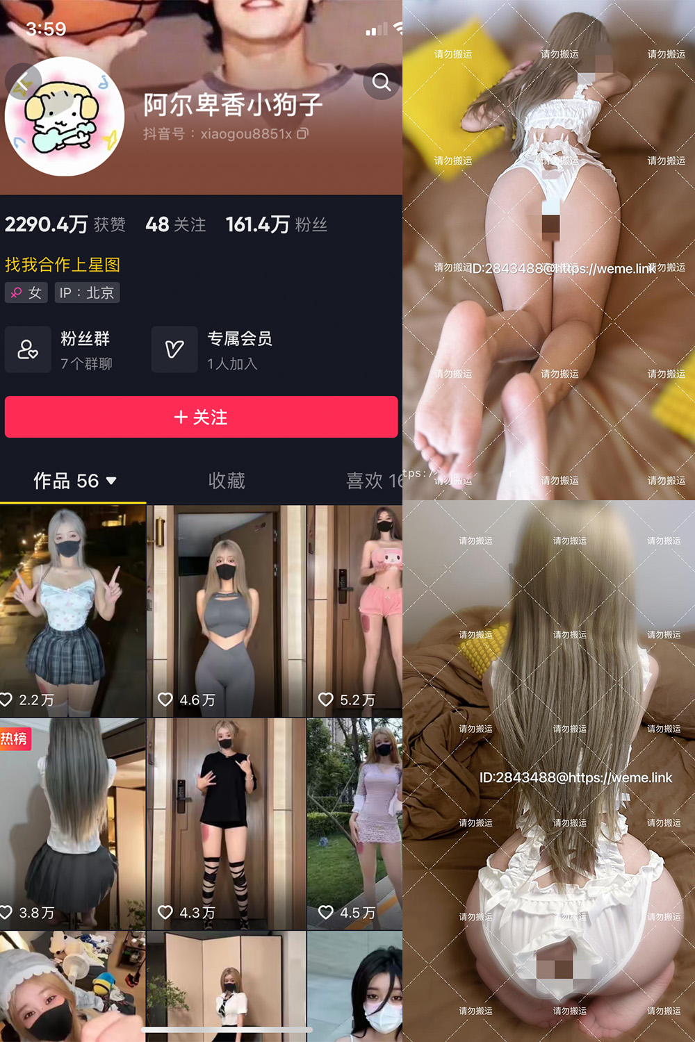 抖音 阿尔卑香小狗子 微密圈 NO.018期