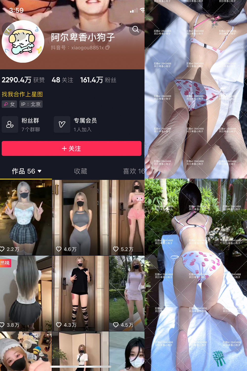 抖音 阿尔卑香小狗子 微密圈 NO.060期